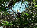 gal/holiday/Brazil 2005 - Foz do Iguacu Birds Sanctuary/_thb_Bird_Sanctuary_Iguacu_DSCF1221.jpg
